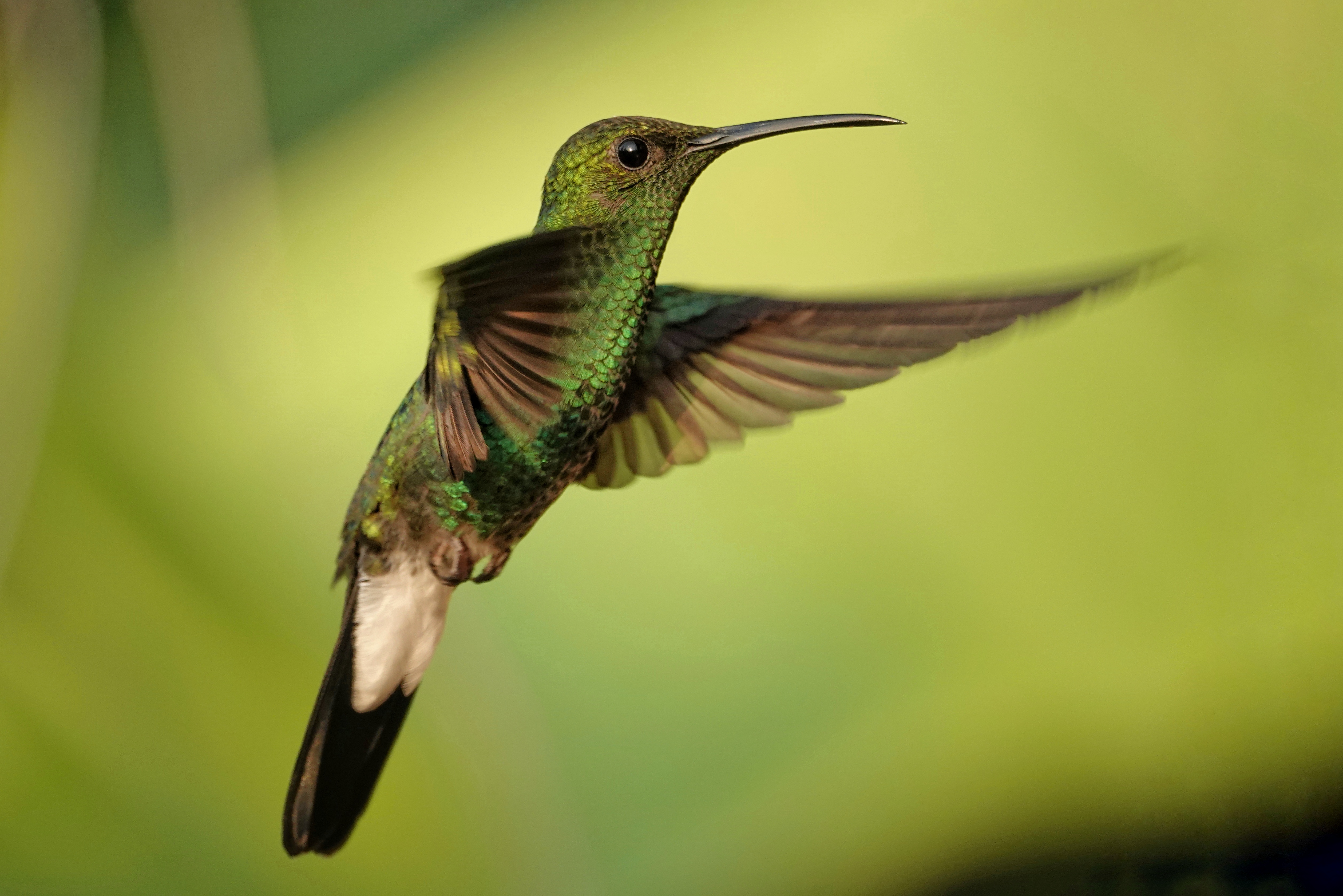 Colibri